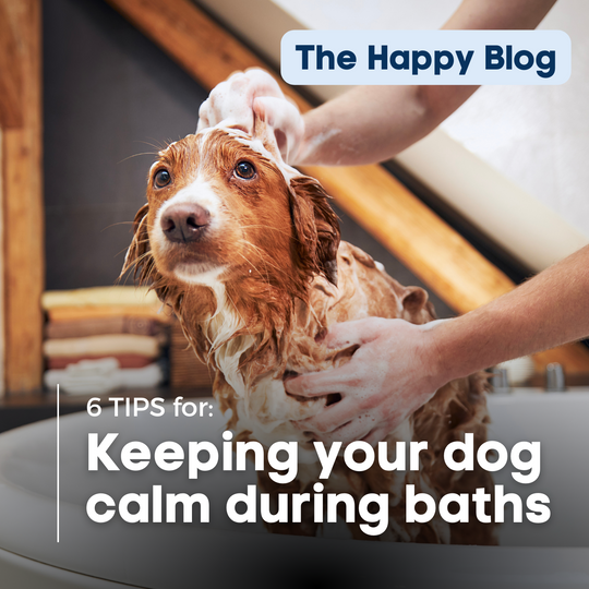 Happy-Hounds-pug-in-bath-How-to-Calm-Dog-Fear-of-bath-time-Blog