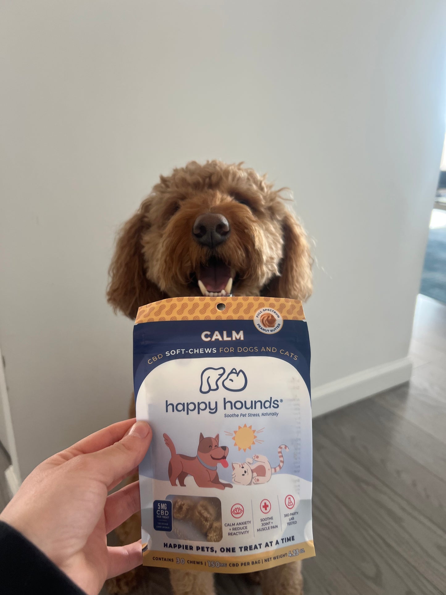 cbd-dog-treats-near-me-Poodle-with-Calm-Chews-for-separation-anxiety-in-dogs