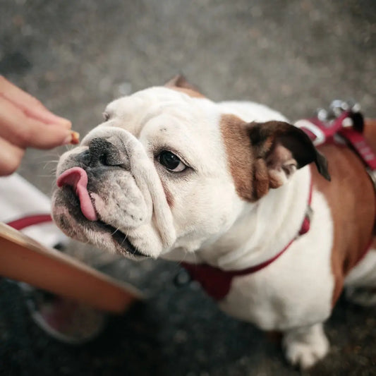 Help-Your-Dog-Feel-Better-with-Natural-Relief Happy Hounds Happy Hounds Help-Your-Dog-Feel-Better-with-Natural-Relief