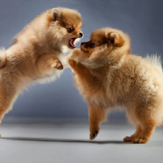 Supporting-Your-Dog-s-Joint-Health-A-Guide-to-Managing-Arthritis-and-Discomfort Happy Hounds Happy Hounds Supporting-Your-Dog-s-Joint-Health-A-Guide-to-Managing-Arthritis-and-Discomfort