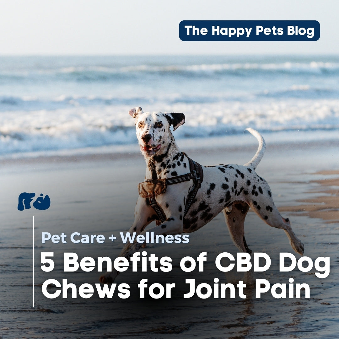 The 5 Benefits of Using CBD Dog Chews for Pain - Happy Hounds The Happy ...