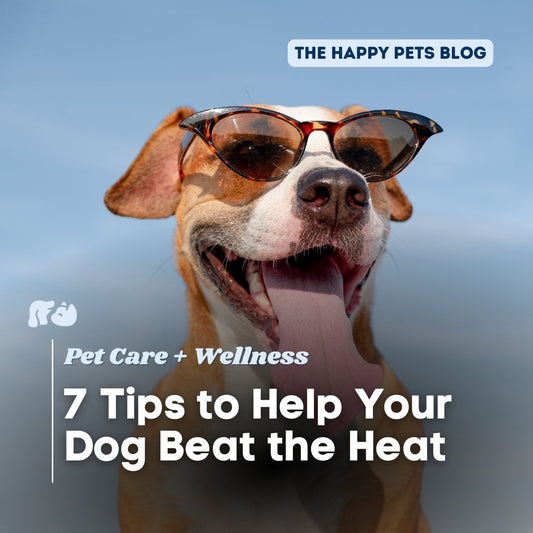7-Tips-To-Help-Your-Dog-Beat-The-Heat Happy Hounds Happy Hounds 7-Tips-To-Help-Your-Dog-Beat-The-Heat