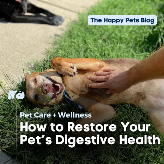 dog-digestive-disorder-how-to-improve-dog-gut-health-digestion-happy-pets-blog-pet-digestion-health-tips