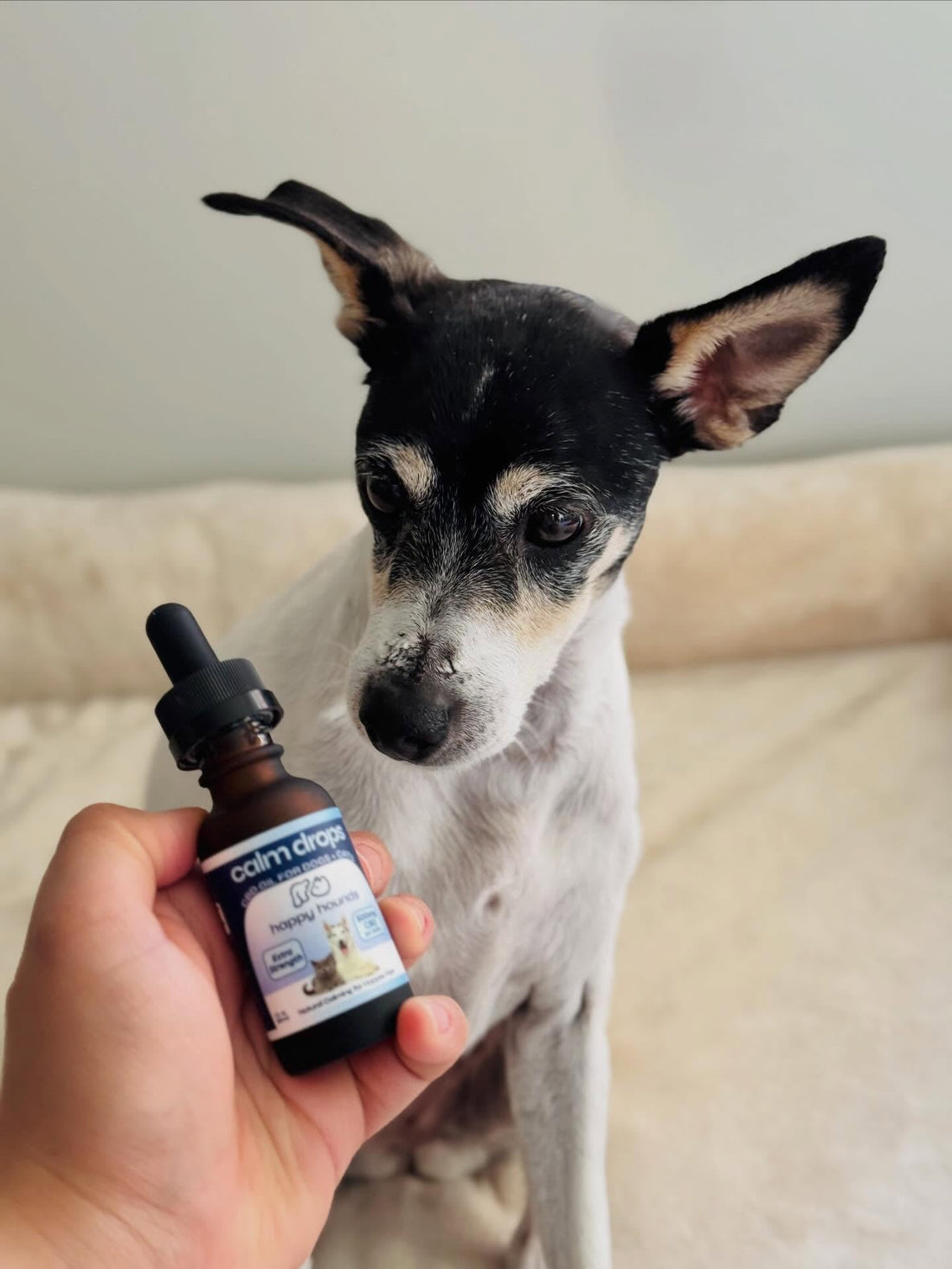 happy-hound-cbd-for-dogs-featured-in-daily-mail