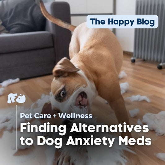 The-Best-Alternatives-to-Dog-Anxiety-Meds Happy Hounds Happy Hounds The-Best-Alternatives-to-Dog-Anxiety-Meds
