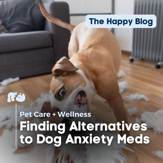 The Best Alternatives to Dog Anxiety Meds