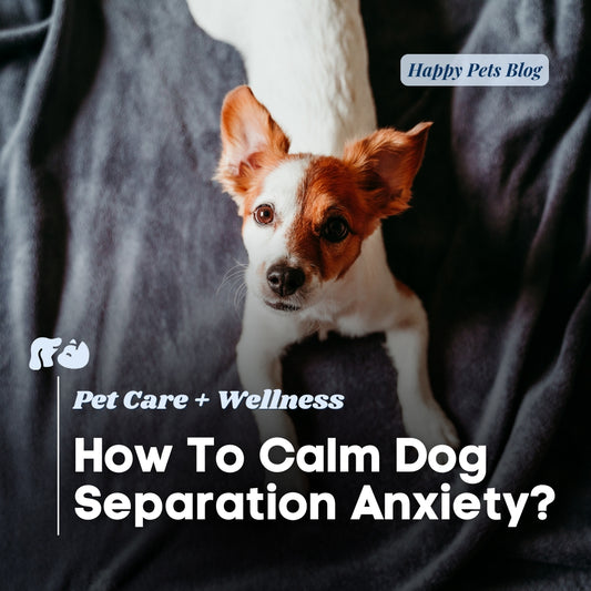 happy-hounds-calm-dog-separation-anxiety-blog-cover