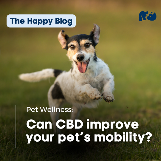 CBD for dogs with joint pain, cbd oil for senior dogs, senior dog joint pain, joint disease in dogs 