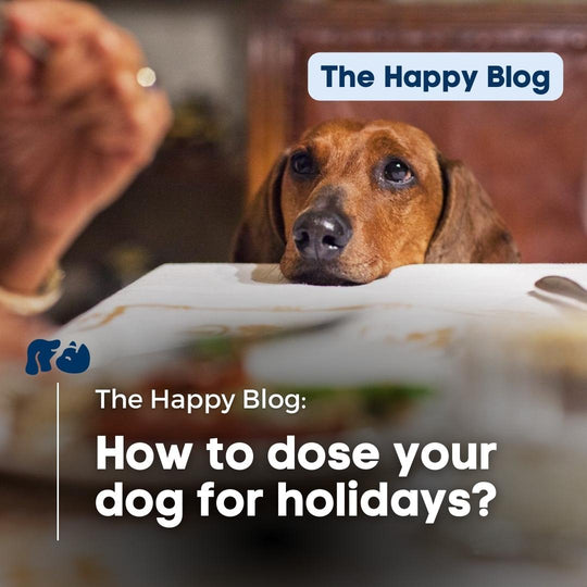 How to Dose CBD for Dogs during the Holidays