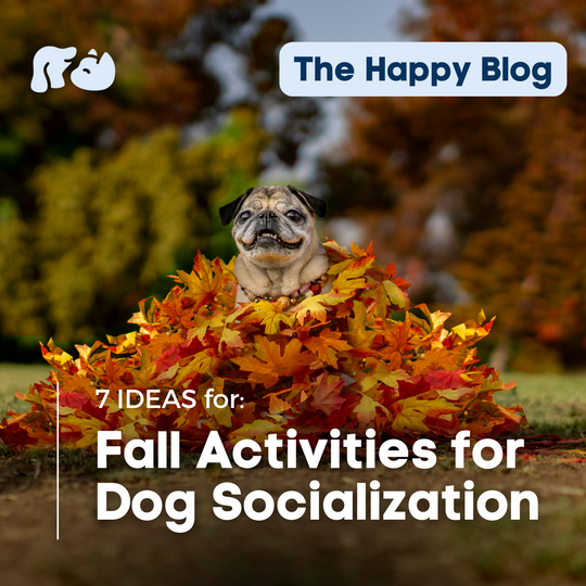 Happy-Hounds-Fall-Dog-Activities-Socialization-Pet-Care-Hemp-for-Anxious-Pets-Dog-Events-NYC-dog-training-socializatio