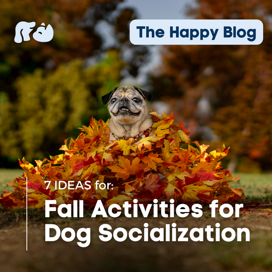 Your Guide To Pet Care And Wellness Happy Hounds your-guide-to-pet-care-and-wellness-happy-hounds
