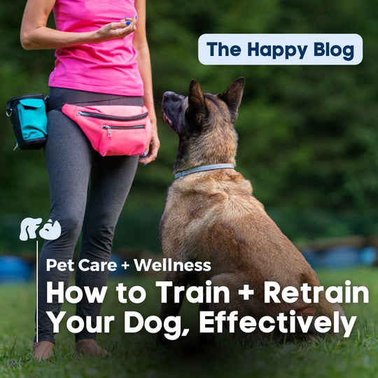 How to Train & Retrain Your Dog | Tips + Tools for Puppies