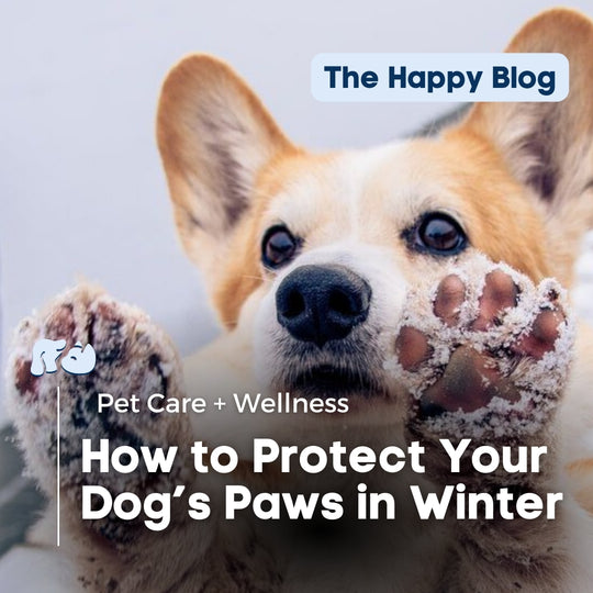 How to Protect Your Dog's Paws This Winter | Tips + Tricks