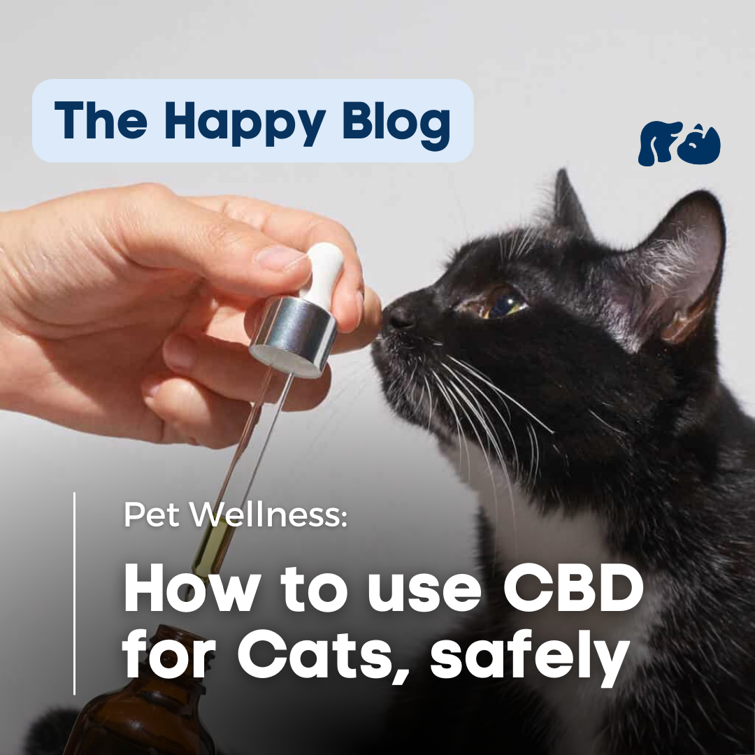 how-to-safely-dose-cbd-for-cats-the-happy-pets-blog-happy-hounds