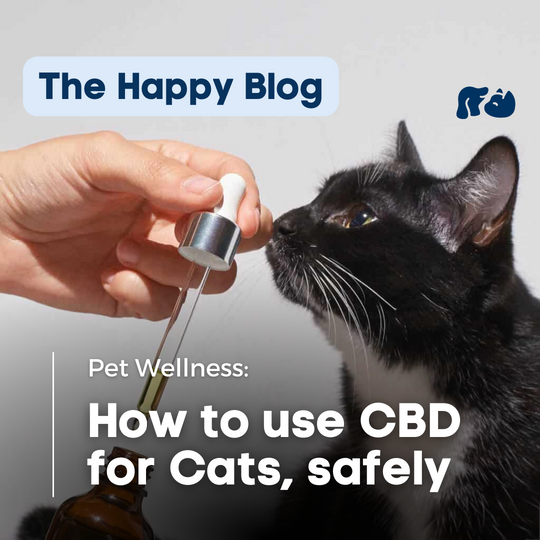 Happy-Hounds-is-CBD-safe-for-cats, CBD-dose-for-cats, CBD-Oil-for-anxious-cats-Senior-cat-care