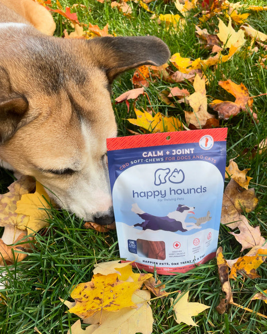 Dealing with Anxiety in Young Boxer Dogs: Tips for Calming Your Pet