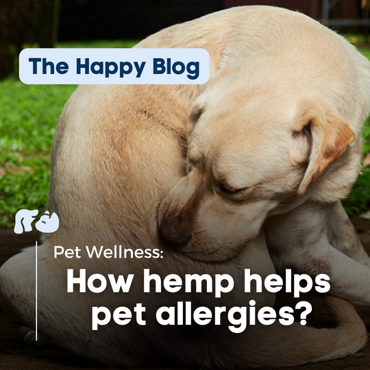 Happy-Hounds-CBD-calm-cat-and-dog-allergies-with-CBD, Can-CBD-improve-pet-skin-care, CBD-reduces-inflammation-in-pets