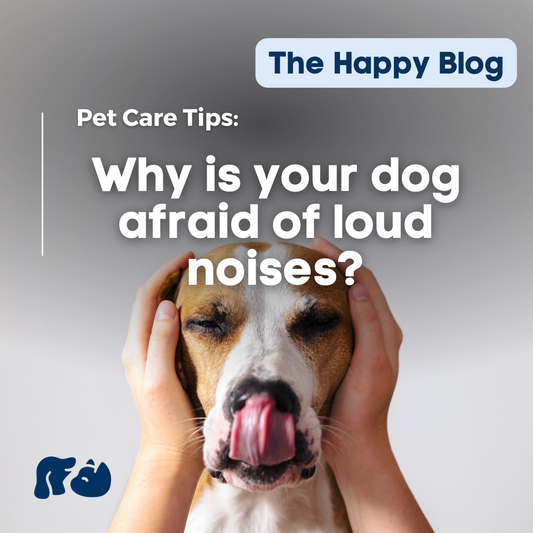 Happy-Hounds-CBD-for-dogs-afraid-of-loud-noises-fireworks-thunderstorms