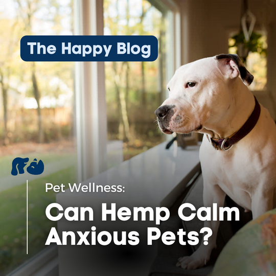 Happy-Hounds-CBD-for-anxious-dog, anxious-pet-cbd-oil, can-cbd-calm-your-pets-anxiety-dog, natural-relief-for-pets, hemp-for-dog-anxiety,