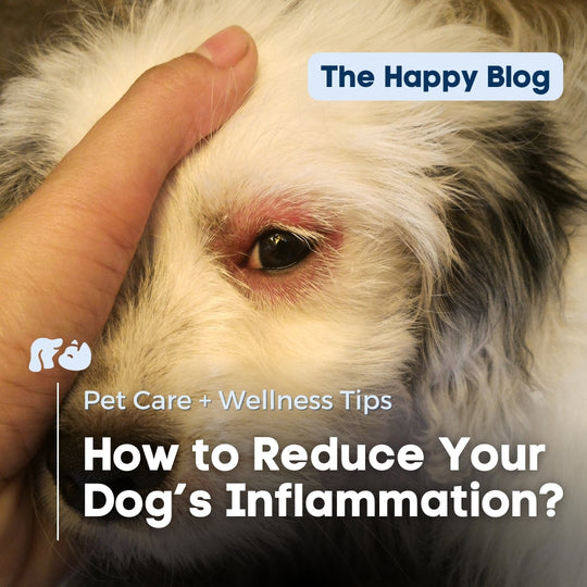 How to Identify and Reduce Inflammation in Dogs & Cats