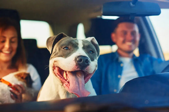 Driving-Safely-with-a-Barking-Dog-Tips-and-Tricks-for-Calm-Rides Happy Hounds Happy Hounds Driving-Safely-with-a-Barking-Dog-Tips-and-Tricks-for-Calm-Rides