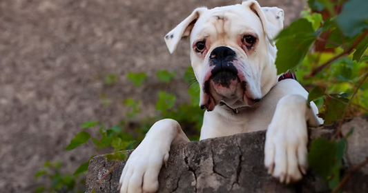 boxer-terrier-anxiety-tips-for-calming-anxious-dogs