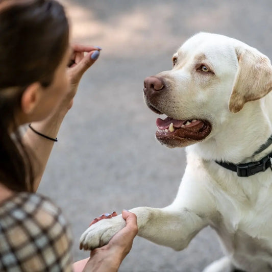 Why-Does-My-Dog-Chew-Its-Feet-Causes-and-Solutions-for-Relief Happy Hounds Happy Hounds Why-Does-My-Dog-Chew-Its-Feet-Causes-and-Solutions-for-Relief
