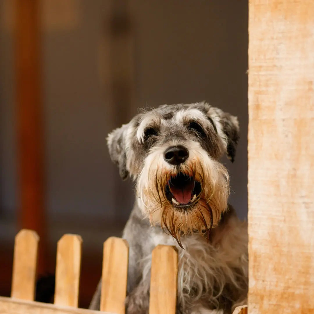 Why Do Dogs Bark? Understanding the Reasons Behind Barking Behavior The ...