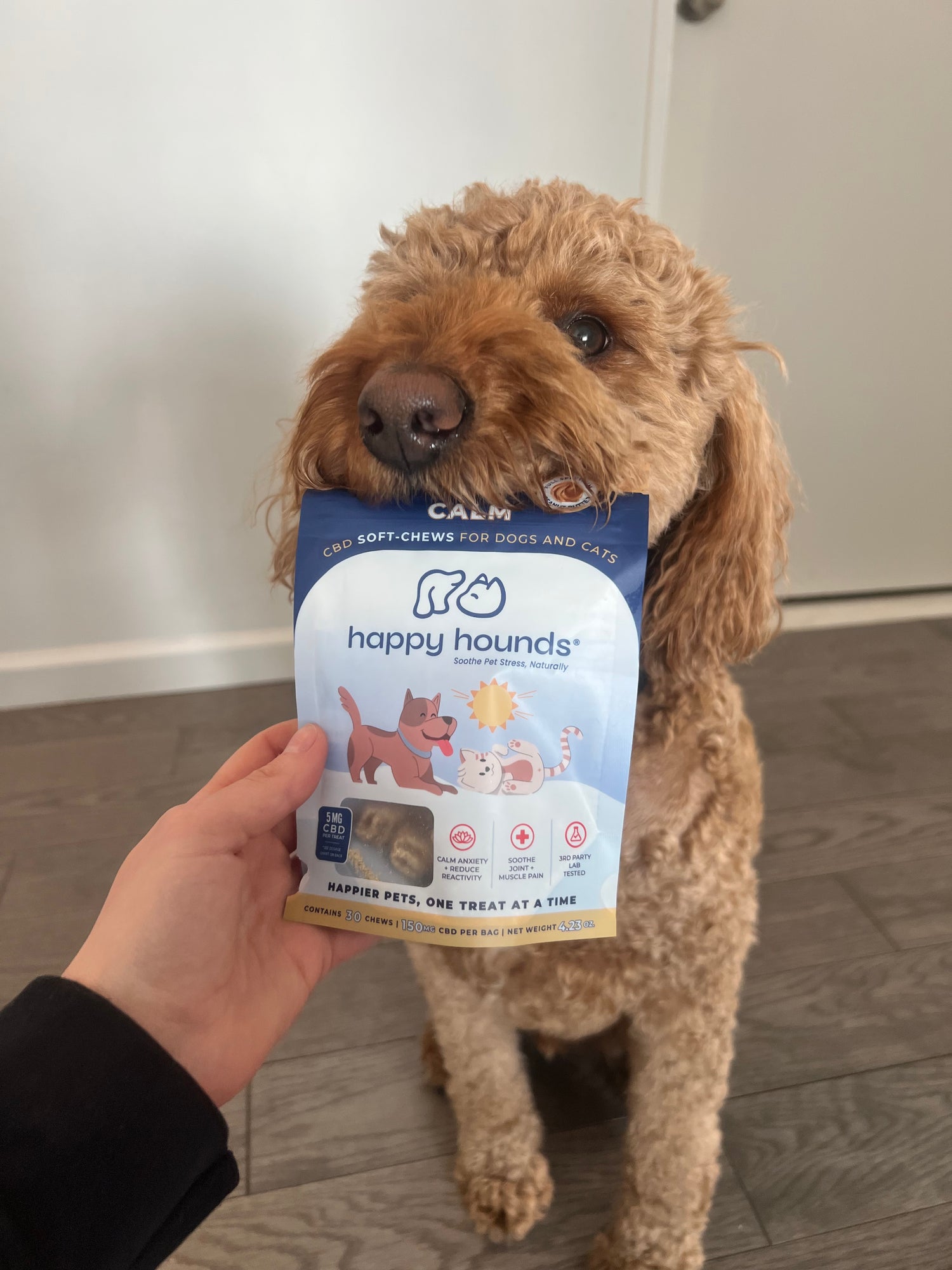 Dog holding a package of 'happy hounds' calm treats in its mouth.