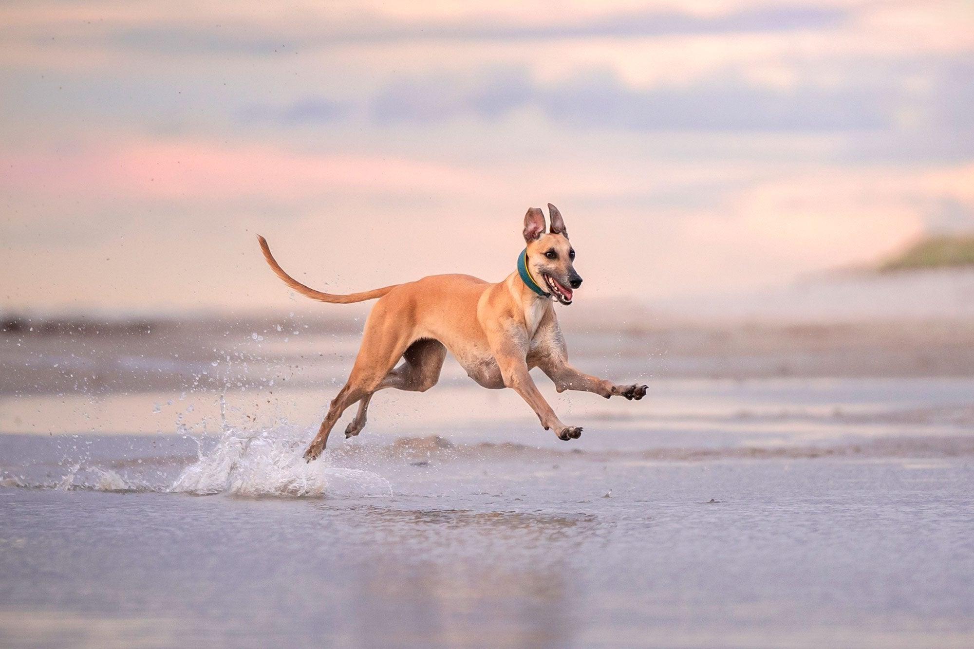Dog-running-after-using-CBD-for-Dogs-with-Pain-to-improve-mobility-best-joint-supplements-for-arthritis-in-senior-dogs
