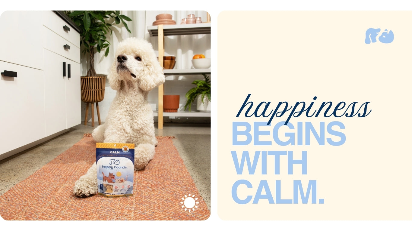 poodle-with-best-cbd-dog-treats-for-dogs-human-grade-anxiety-relief-for-dogs-calm-reactivity-and-barking