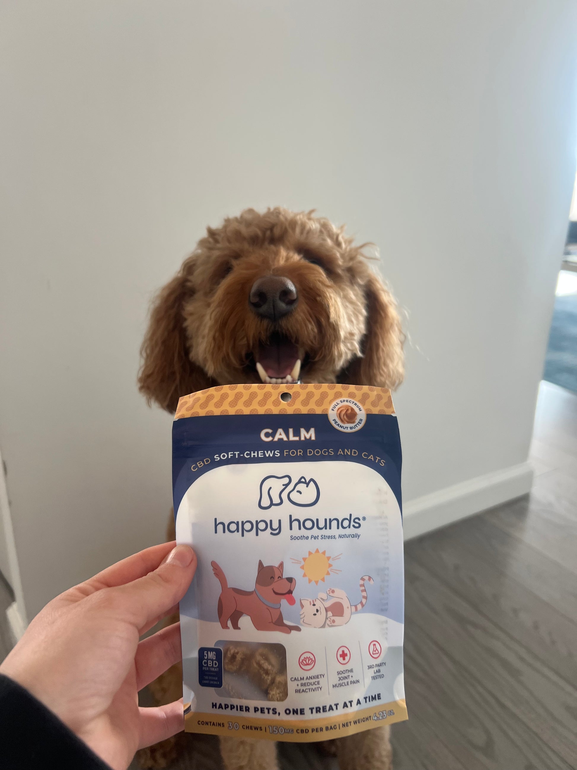 cbd-dog-treats-near-me-Poodle-with-Calm-Chews-for-separation-anxiety-in-dogs