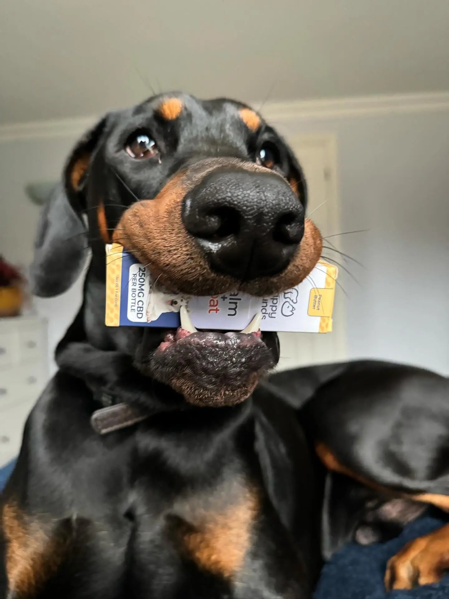 Calm Coat Pet Anxiety and Allergy Relief Happy Hounds