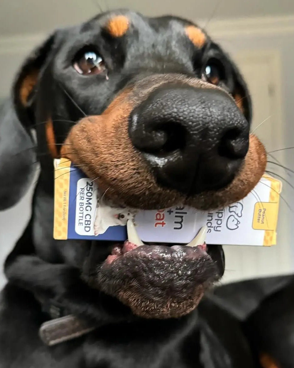 Calm + Coat Drops | CBD Oil Drops for Anxious Dogs and Cats Happy Hounds CBD