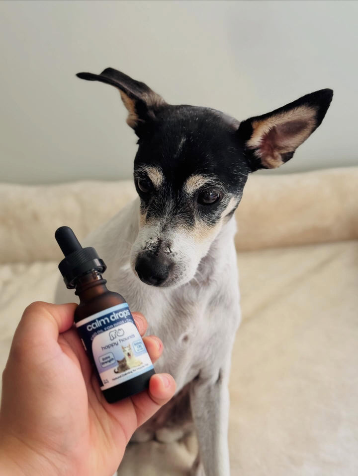 Small dog sitting next to a bottle of Calm Drops GNC on a light-colored surface.