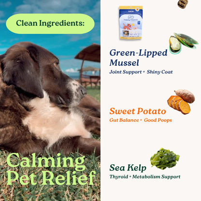 The Calm Chews | CBD Soft-Chews for Anxious Dogs