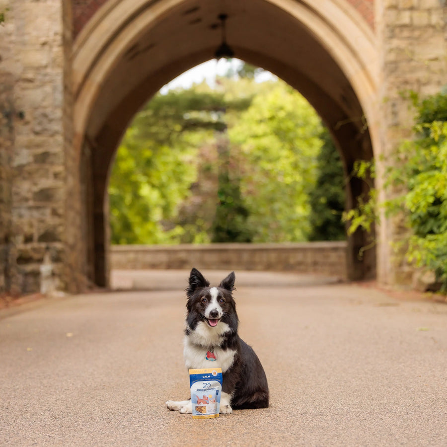 happy-hounds-cbd-corgi-with-calm-peanut-butter-chews-in-scenery-for-separation-anxiety-in-dogs-alternatives-to-dog-anxiety-meds-natural-pet-behavior-relief-from-destructive-behavior