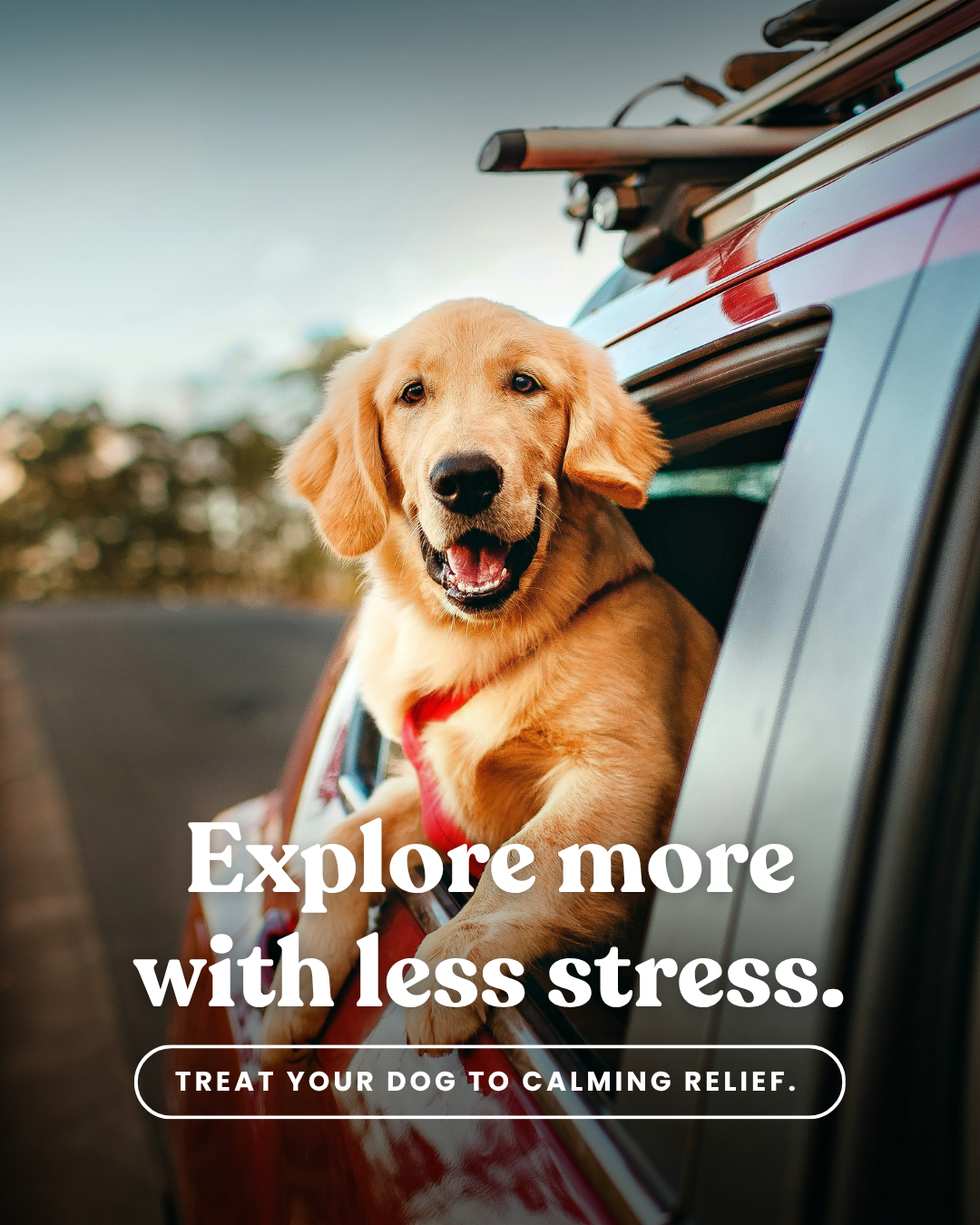 A golden retriever dog leans out of an open car window with a red harness on, against a blurred outdoor background. Large white text reads, 'Explore more with less stress with Happy Hounds.