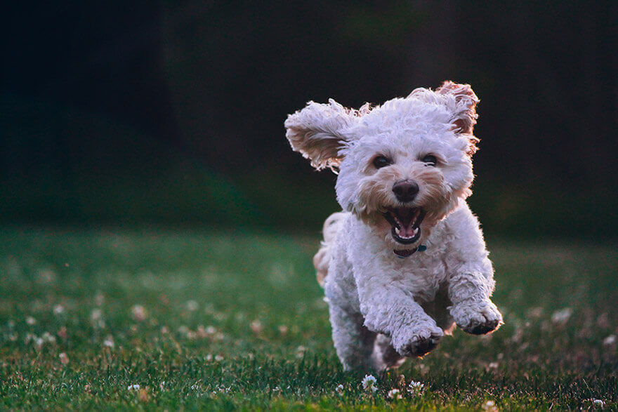 White dog running on grass with a blurred background