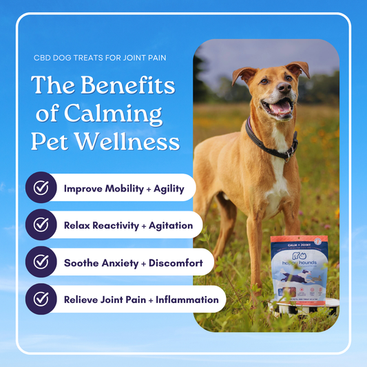 Dog outdoors with Happy Hounds Calm + Joint mobility-support benefits