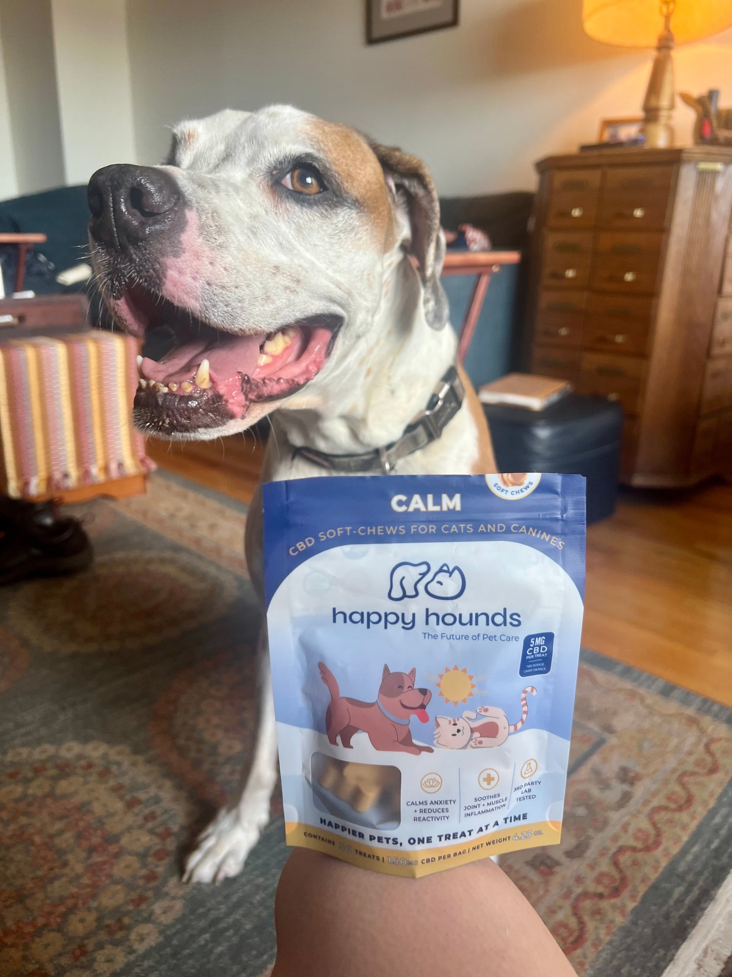 Dog holding a package of 'Happy Hounds' calm treats for anxious dogs in a home setting 