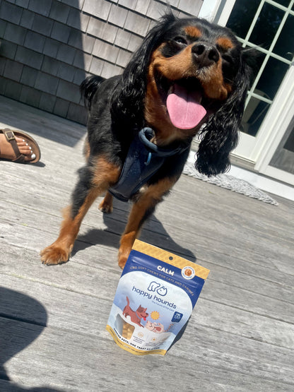 happy-beagle-with-calm-dog-treats-for-separation-anxiety
