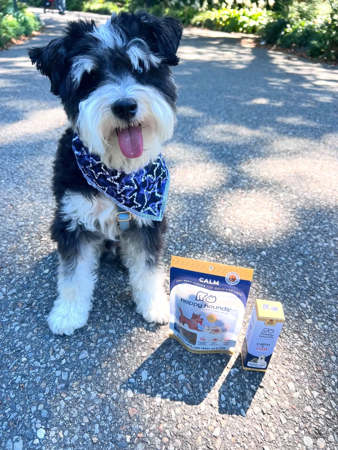 Dog standing on a road with two pet products from happy hounds in front of it