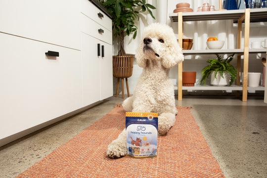 Best-CBD-Dog-Anxiety-Treats-Calm-Dog