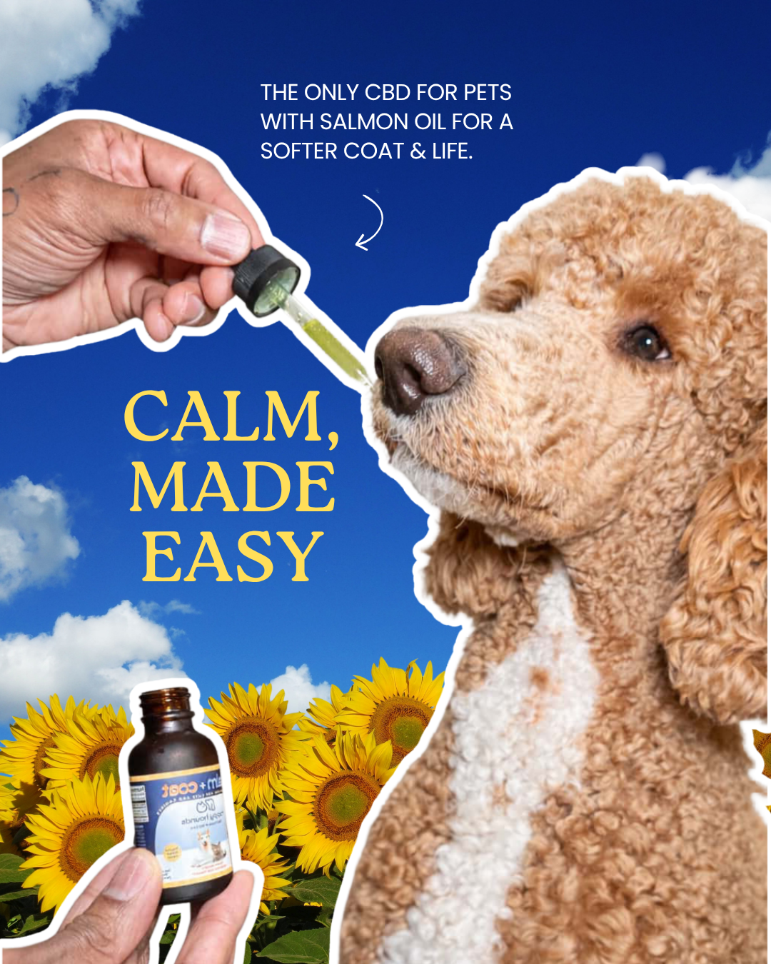 Standard-poodle-with-calming-drops-with-salmon oil-for-skin-and-coat-relief