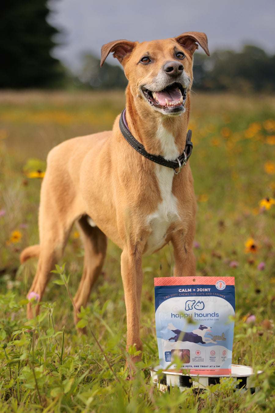 Happy-Hounds-CBD-dog-treats-for-hip-and-joint-pain-athritis-in-dogs-inflammation-dog-joint-pain-hip-dysplasia-in-dogs-senior-dogs
