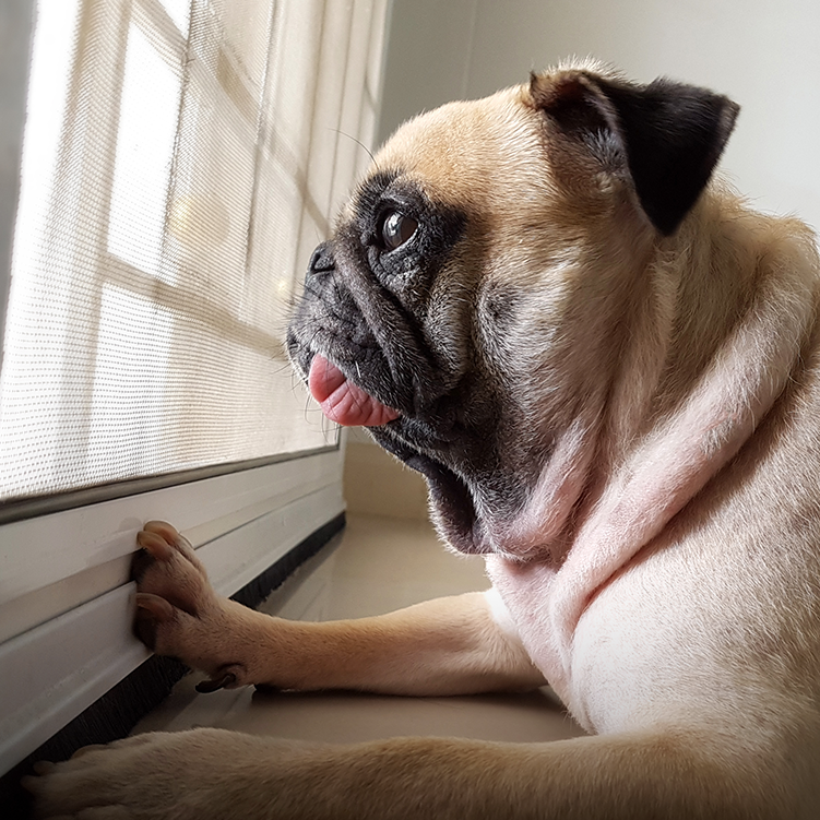 Pug looking out window with separation anxiety