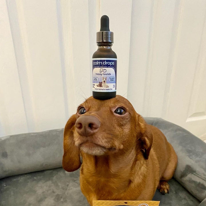 Best-CBD-oil-for-dog-anxiety-seizures-senior-dog-mobility-joint-pain-relief-for-pets