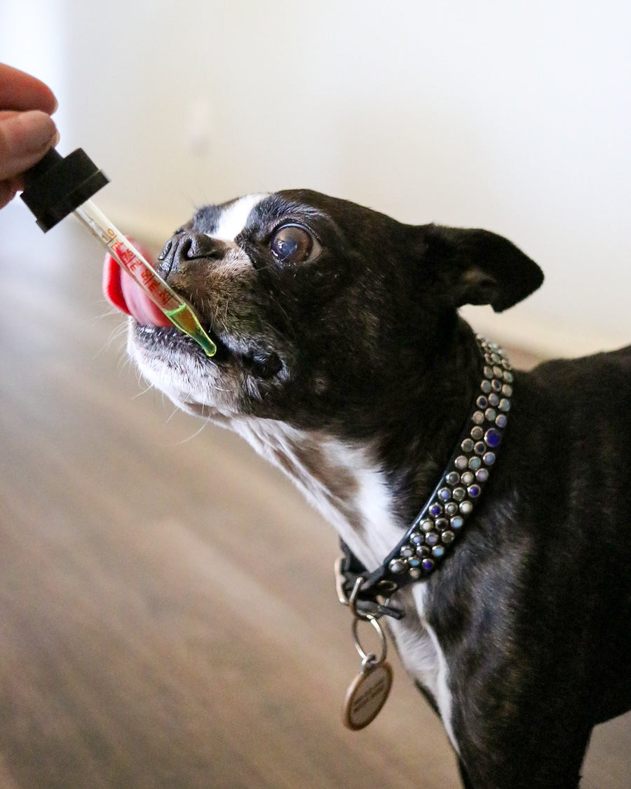 Happy-Hounds, CBD-Oil-for-anxious-dogs, boston-terrier-cbd, CBD-Oil-for-active-breeds, CBD-skin-care-for-pets, calm-your-pets-naturally, tasty-salmon-oil-for-dogs, boston-terrier-cbd-oil, can-you-give-small-dogs-cbd, how-to-dose-cbd-for-small-dogs