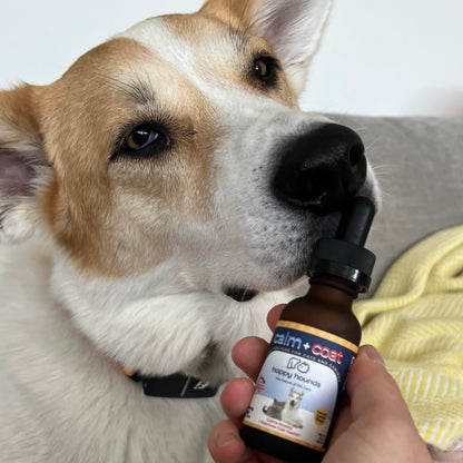 Dog sniffing Happy Hounds Calm + Coat Drops